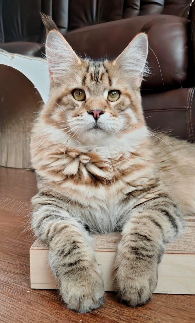 Котовторник