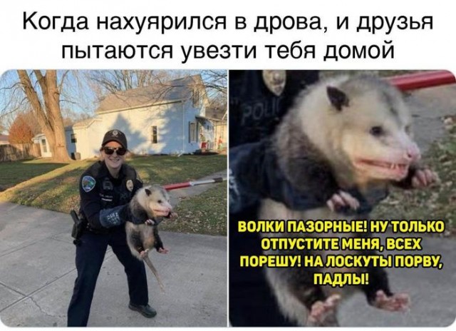 Картинки для деградации 133 (разной степени свежести)