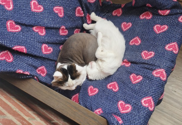 Юбилейный котовторник!