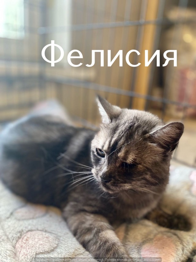 Жизнь домашнего приюта "Котоленд" 553