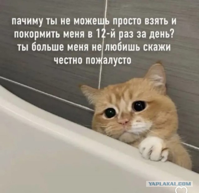 Сколько грамм в сутки ест ваш котик?