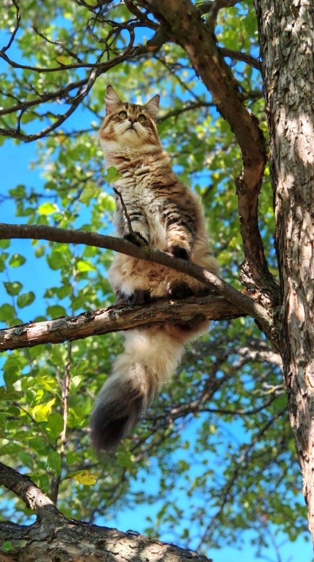 Котовторник