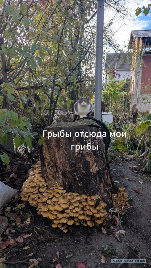 Подмосковного грибника госпитализировали в тяжёлом состоянии после того, как он перепутал съедобные грибы с ядовитыми