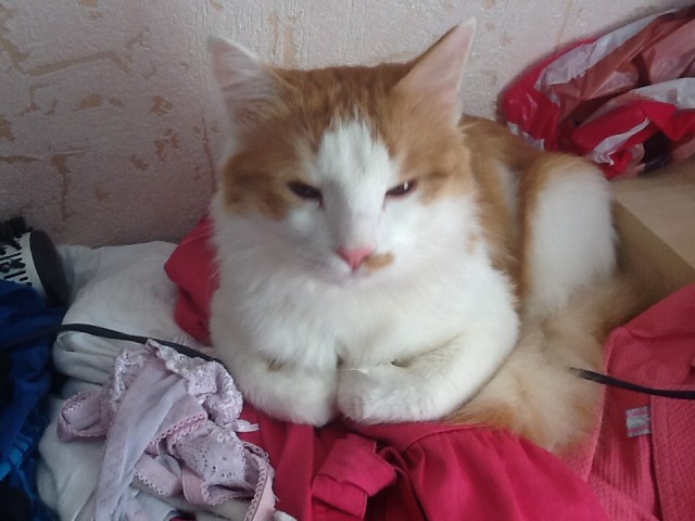 Невыразительные коты