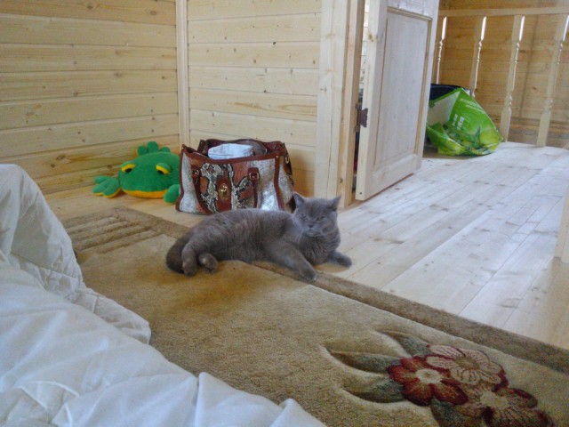 Котовторник 26.11.2013