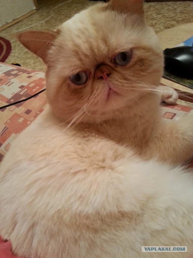 Котовторник 01.04.2014