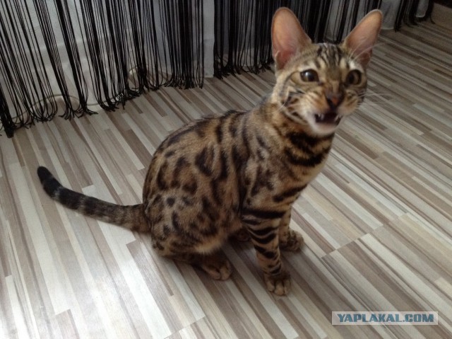 Котовторник 6.05.2014
