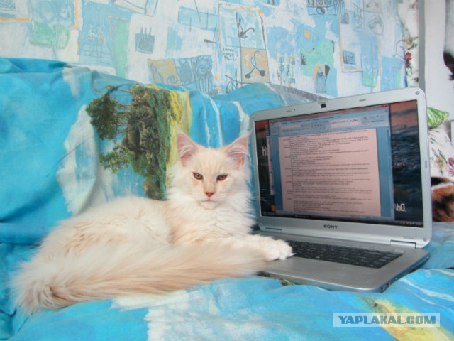 С Котовторником!