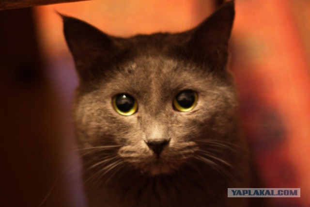 Котовторник 11.11.2014