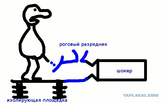 Антикот