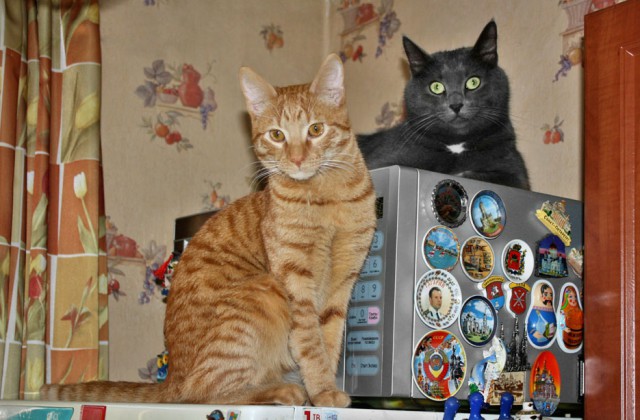 Котовторник