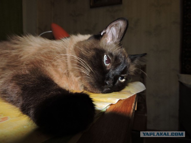 Котовторник 16.06.2015., Котовторник наступил!