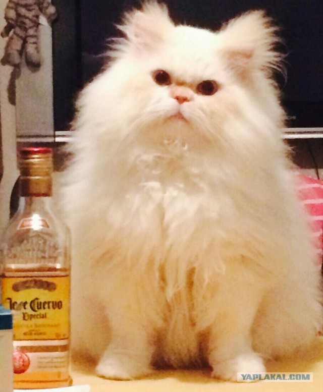 Гастрономическое путешествие мистера Andy, Кулинария для andy2308