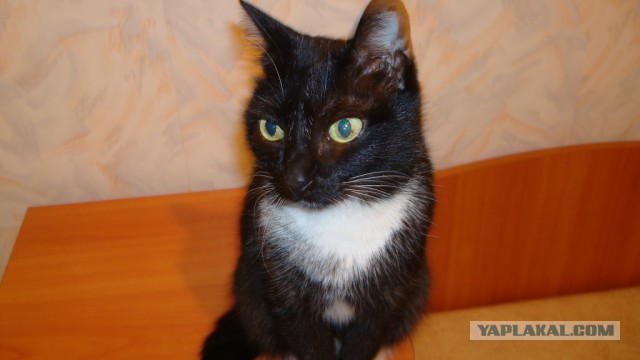 Котовторник 29-09-2015,