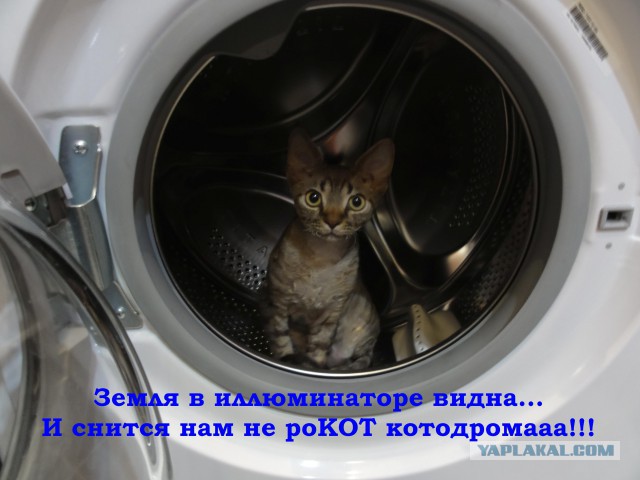 Котовторник 13.10.2015