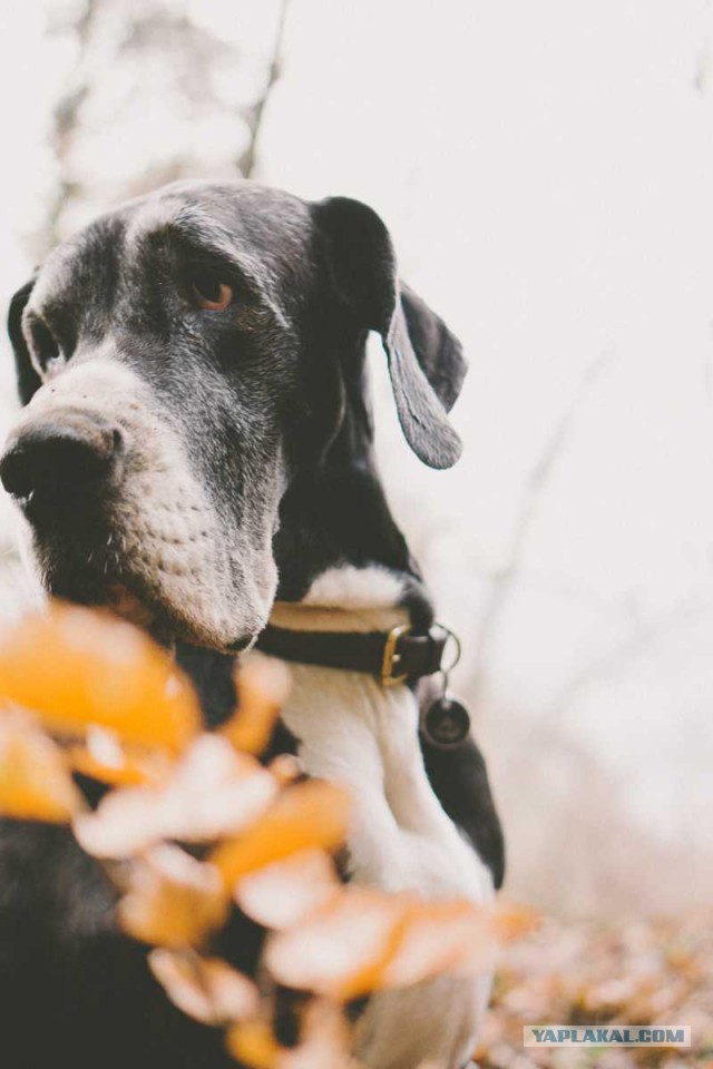 Собакочетверг