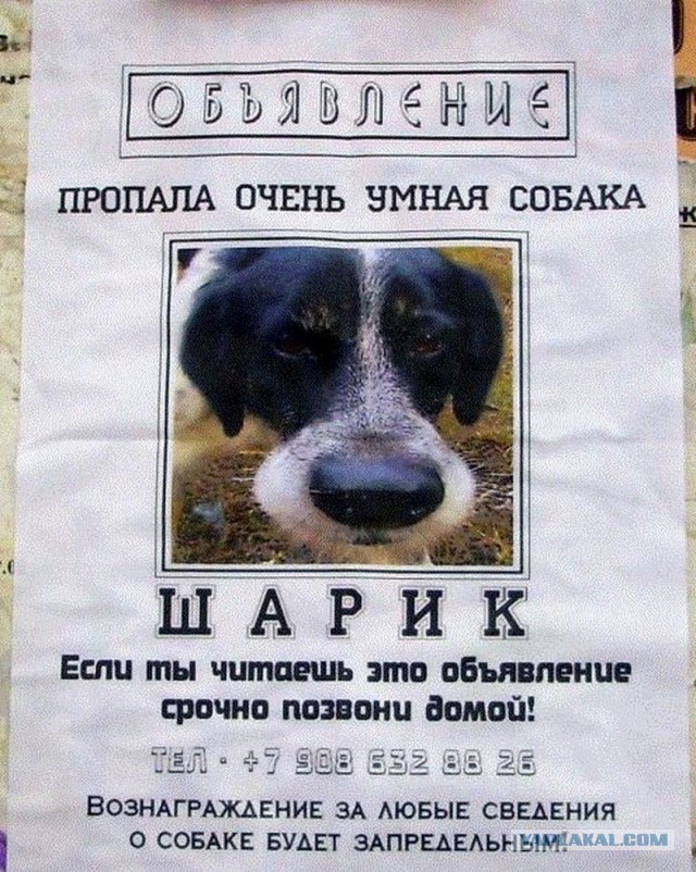 Собакочетверг! Собачки любимые!