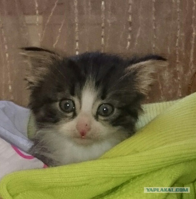Решил постричь кота перед летом