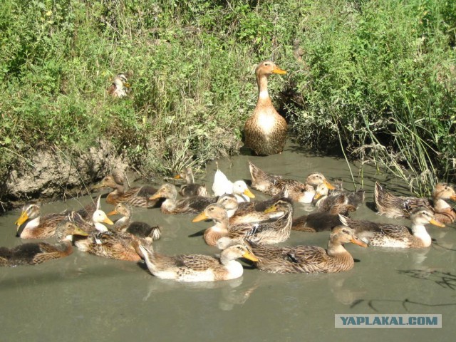 Не зная броду, не суйся туда!