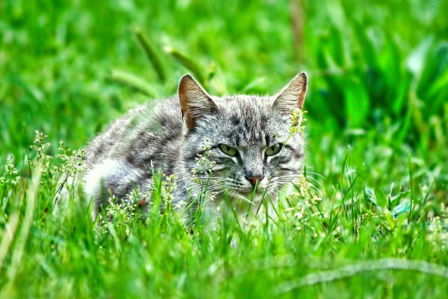 Котовторник 05.07.16