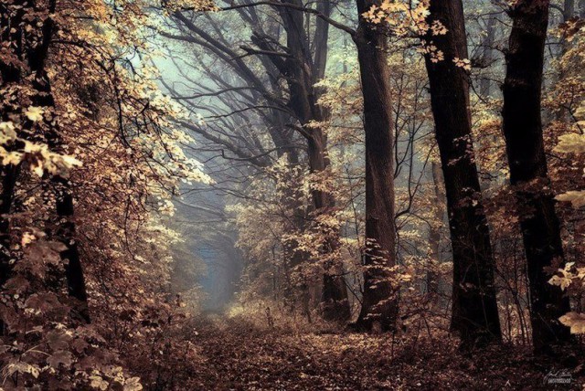 Картинки для отдыха глаз