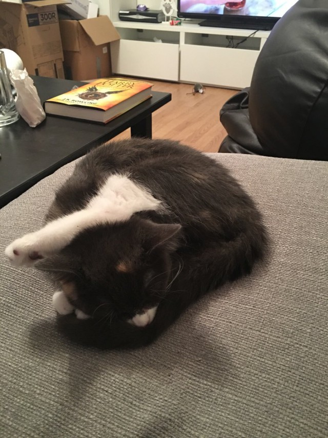 Прикольные животные