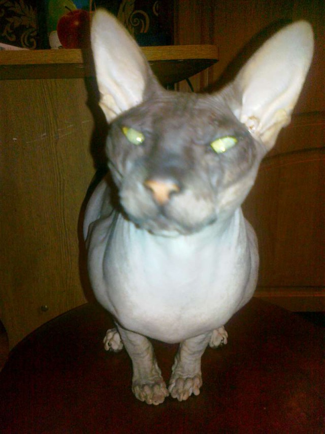 Котовторник 04.10.16