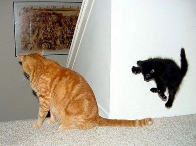Коты из сети