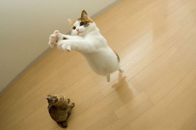 Коты из сети