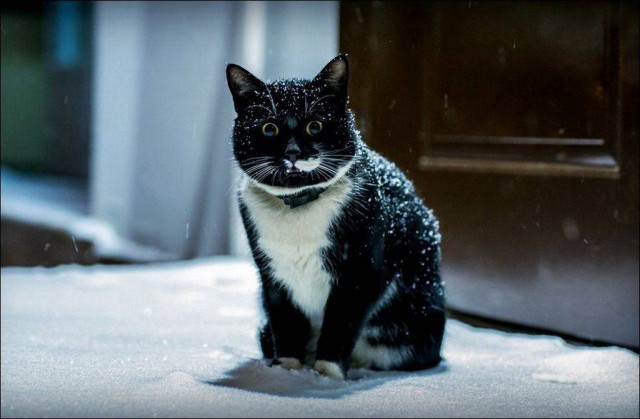 Котовторник 10.01.2017