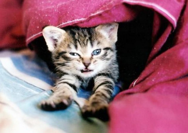 Коты и Кошки