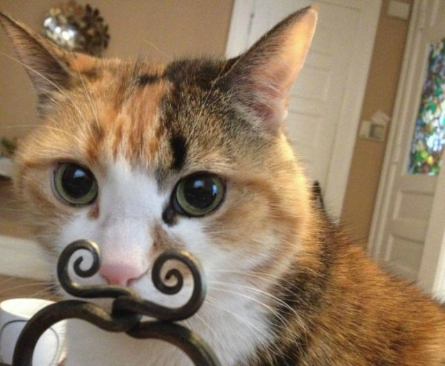 Коты и Кошки