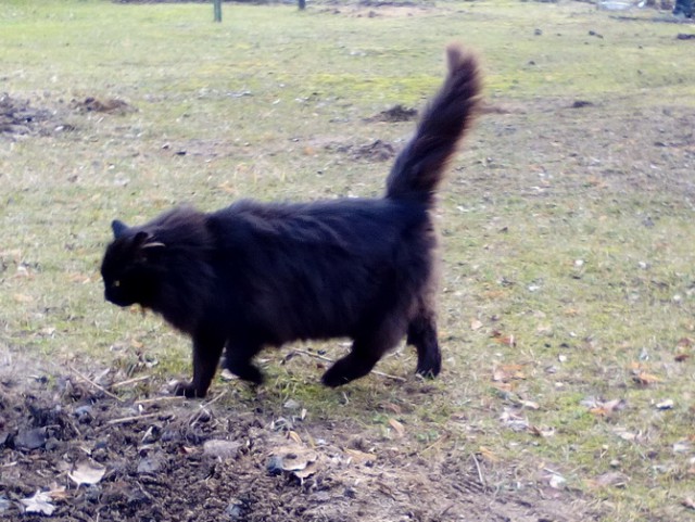 Котовторник 20.06.2017