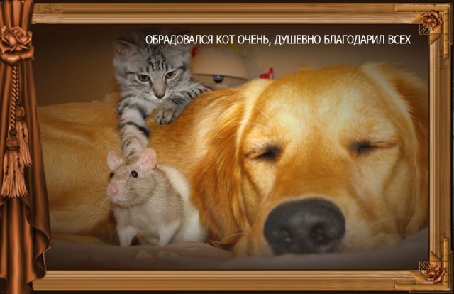 Сказка Репка диафильм (к котовторнику)