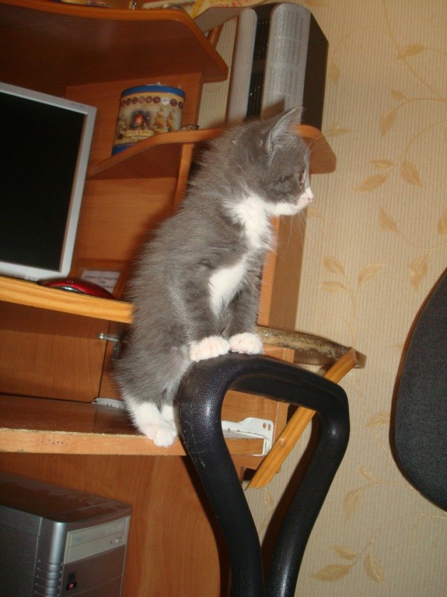 Коты и Кошки