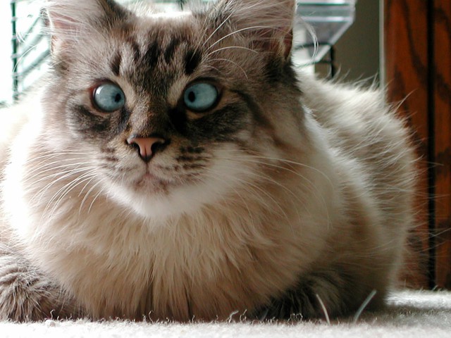 Коты и Кошки