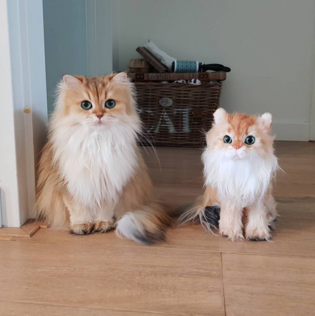 Коты и Кошки