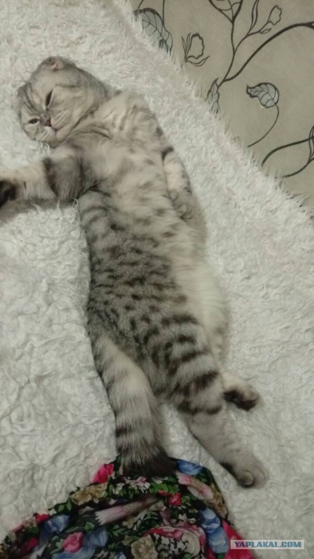 Вся красота беспородных кошек. Котовторнику посвящается.