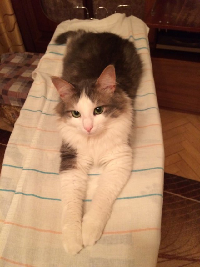 Котовторник ждали? А вот и он!