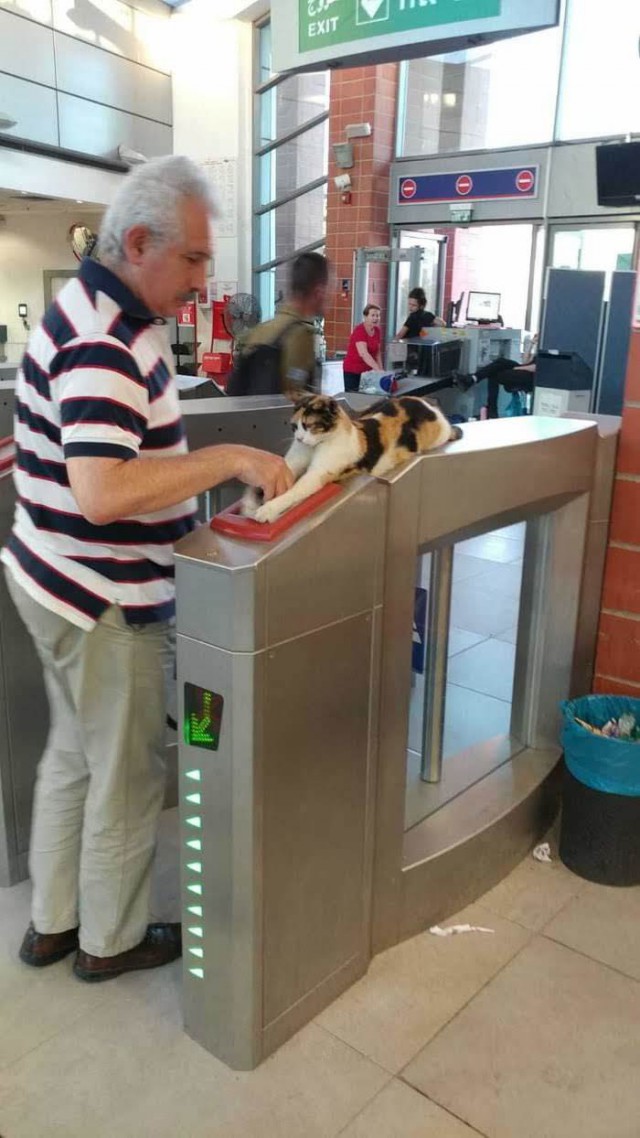 Прикольных котов пост