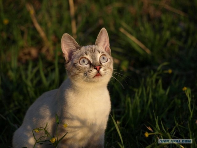 Котовторник на ЯПлакалъ (27.05.08), прикольные коты, добавляем свои!