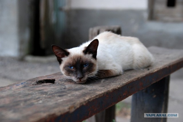Котовторник (06.01)