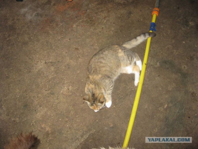 Жизнь домашнего приюта для котеек 228