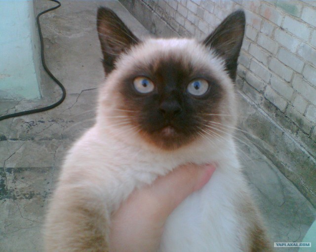 День котов