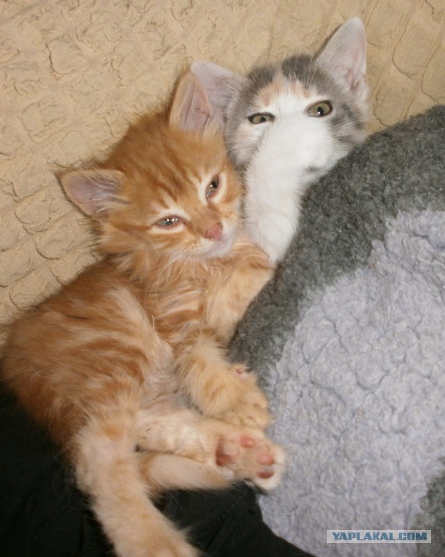 Котовторник 11.09.18.