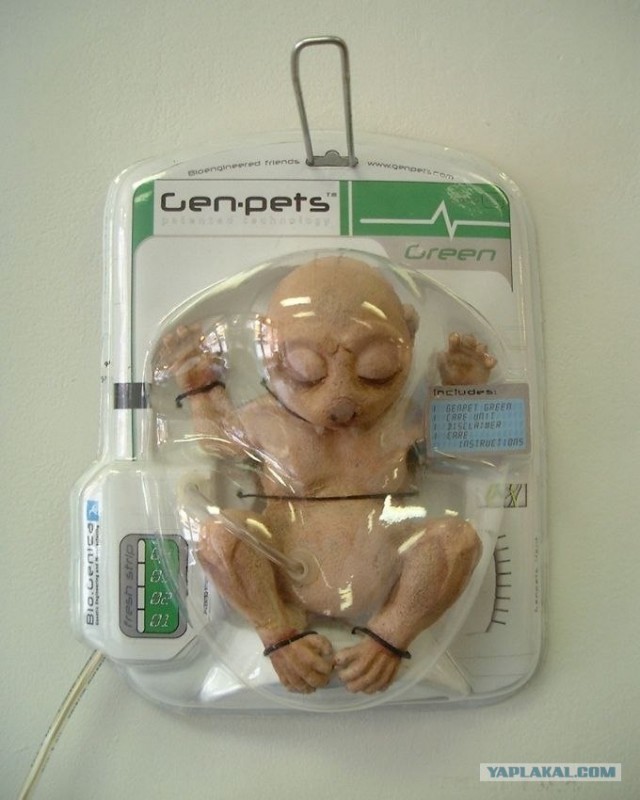 Genpets - микроинъекция зиготы(15 фото)
