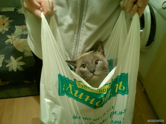 Котовторник (31.01.2012)