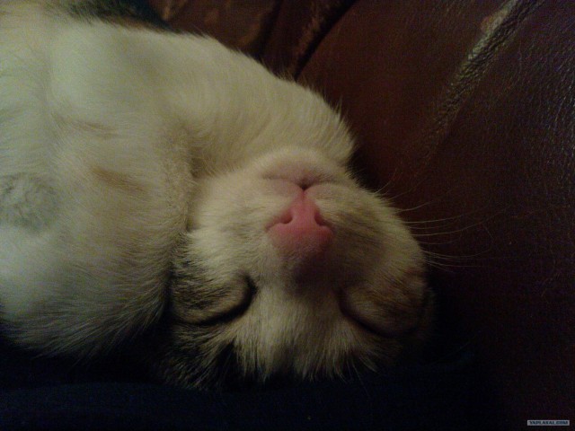 Котовторник  от 3.04.2012