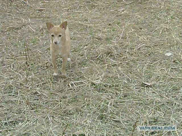 СобакоСреда 30.05.2012