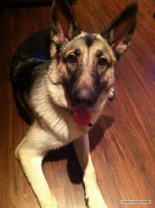 Собакочетверг